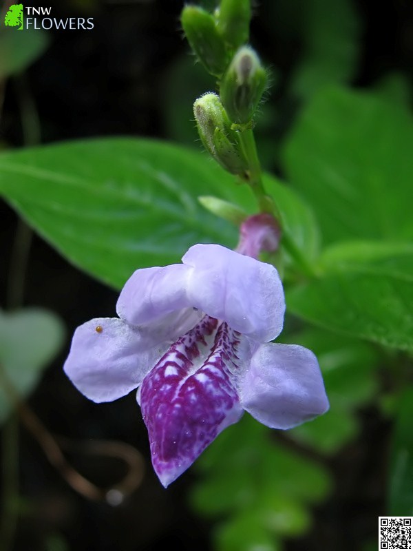 Violet Asystasia